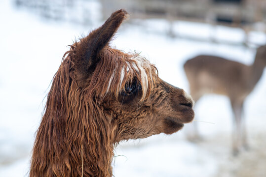 Closeup of a Fluffy Alpaca in the Snow