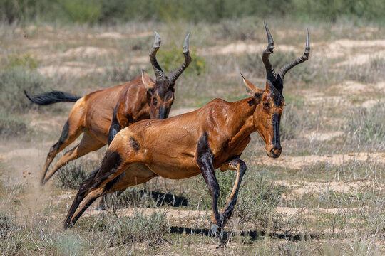 Red hartebeest (Alcelaphus buselaphus caama), also called the Cape hartebeest walking, jumping and fighting to impress the females in the green season of the Kgalagadi Tansfrontier Park in South Afric