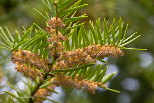 Zweig einer Eibe mit Bl&uuml;ten
