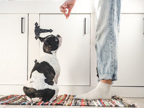 Woman feeding treat to French Bulldog during training. Positive reinforcement and obedience concept. Reward-based dog training and human-pet bond. Ideal for pet care and dog training content. Daylight