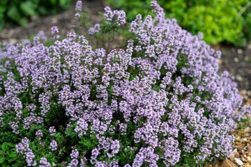 Obraz premium Creeping thyme (thymus serpyllum) flowers in bloom
