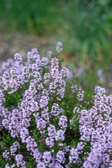 Obraz premium Creeping thyme (thymus serpyllum) flowers in bloom