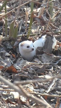A weasel or ermine with white fur hides in a hole among leaves, vertical video