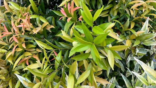Syzygium Paniculatum Ornamental Plant with Red and Green Leaves