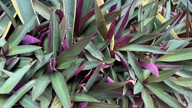 Tradescantia Spathacea Ornamental Plant with Vibrant Purple and Green Leaves