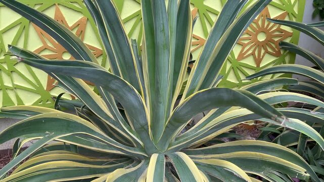 Close up of Agave Angustifolia Marginata with Sharp Variegated Leaves