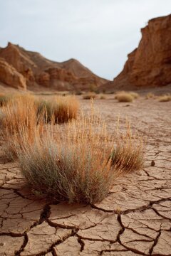 Dry cracked earth arid basin canyon scrub bush clay parched landscape foreground erosion rugged rock formation