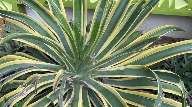 Close up of Agave Desmettiana Variegata in a Tropical Garden