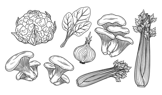 Hand drawn vegetable line set cauliflower spinach onion mushroom celery organic black and white vector illustration isolated on white
