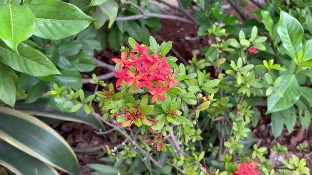 Nature's Beauty Vivid Red Floral Display