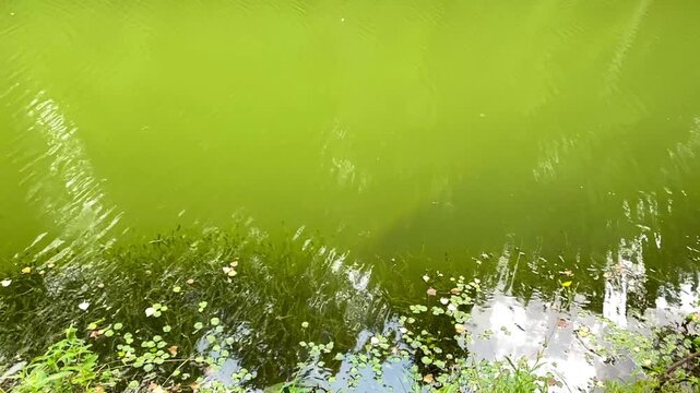 Green water surface with algae and ripples near shore.