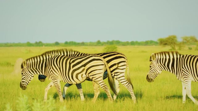 closeup of a herd of wild African zebra standing with baby zebra foal in the forest. epic shot of a zebra closeup walking on grass.