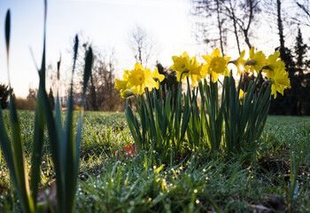 Kępa żonkili w trawie z kroplami rosy w porannym świetle słońca © kubikactive