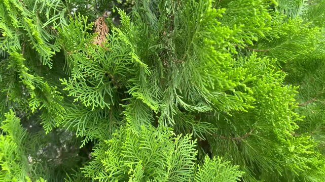 Vibrant Green Foliage Close-Up Detail