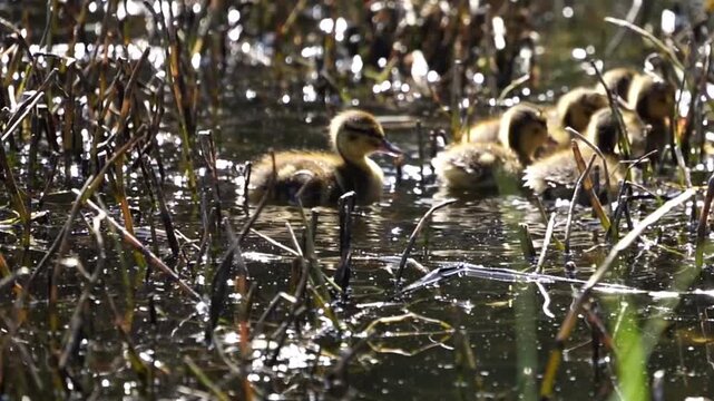 Sunlight glints off water as ducklings waddle through reeds. Furry fluffies splash gently, exploring shallow marshland. They move through wet grass, following each other closely