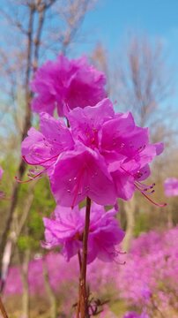 Vertical beauty of pink azalea flowers in Korea
