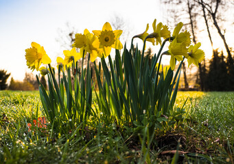 Kępa żonkili na łące z kroplami rosy w świetle wschodzącego słońca © kubikactive