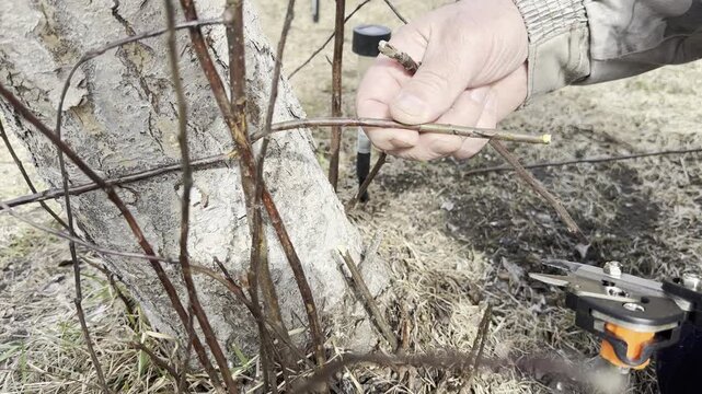 Hands prune thin branches near a tree trunk. Outdoor setting with dry grass and bare stems. Person focuses on careful, precise cutting. Use for gardening, landscaping, or seasonal pruning tutorials