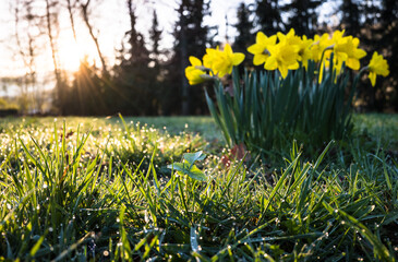 Kępa żonkili w trawie z kroplami rosy w porannym świetle słońca © kubikactive