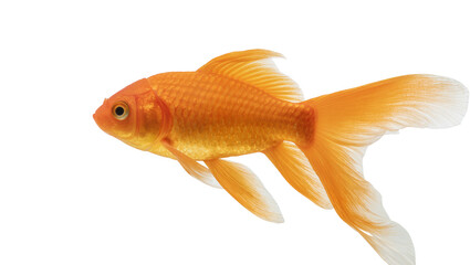 Isolated beautiful golden orange goldfish swimming, showcasing elegant fins and vibrant scales. © Ioana