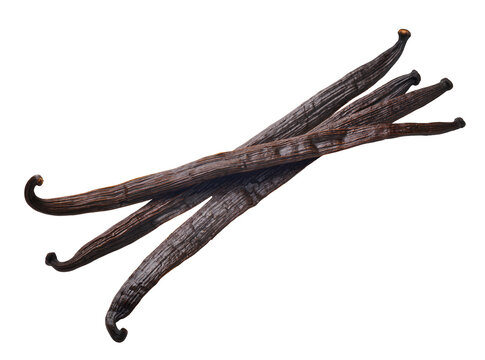 Isolated collection of dark brown aromatic vanilla pods, essential spice for baking and gourmet flavoring.