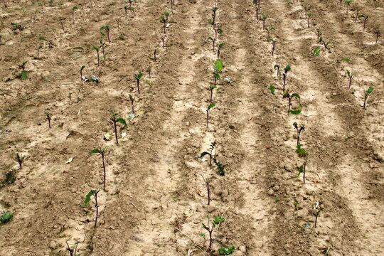 Lippische Palmen (Braunkohl) auf einem Feld
