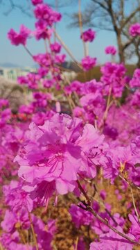 Vibrant pink azalea flowers close up vertical