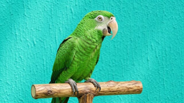 Green parrot on perch against blue wall. A close-up vibrant portrait full of character. Tropical pet, exotic bird, avian wildlife.