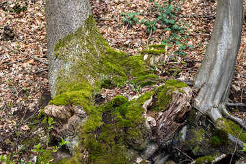 Obraz premium Green moss thriving on fallen log and tree roots in woodland