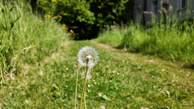 Dandelion seed head with fluffy pappus standing in a lush green meadow on a sunny day
