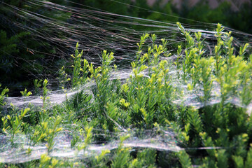 Netz der Baldachinspinne © Martina Berg