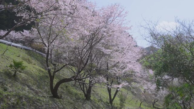 「雨山の郷の桜」和歌山県紀美野町 Cherry Blossoms at Ameyama-no-Sato in Kimino, Wakayama, Japan
