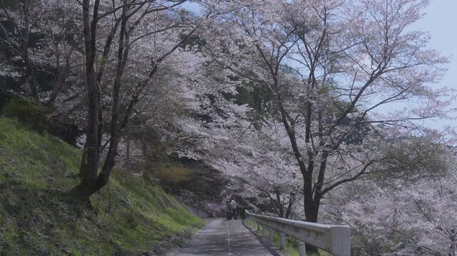 「雨山の郷の桜」和歌山県紀美野町 Cherry Blossoms at Ameyama-no-Sato in Kimino, Wakayama, Japan