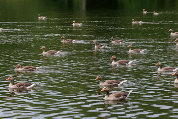 Graugänse auf einem See © Martina Berg