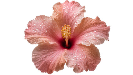 Isolated beautiful pink hibiscus flower with fresh natural water drops on delicate petals © Lucas