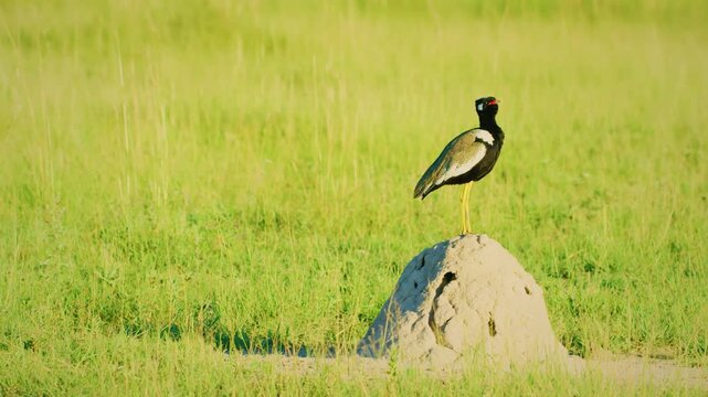 A northern black korhaan (Afrotis afraoides) standing on a dune, Kalahari National Park. 