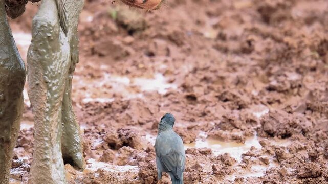 An example symbiosis mutualism between myna bird and cow