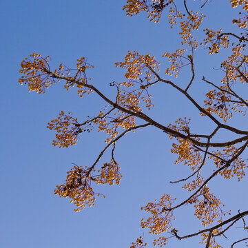 Melia azedarach, chinaberry tree, fruit on blue sky background
