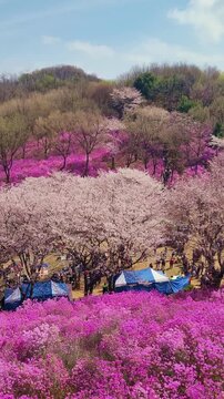 Vertical view of people at azalea hill park