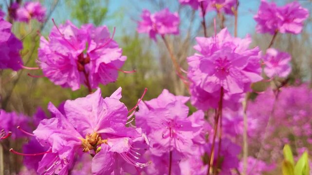 Close up of pink azalea flowers against blue sky