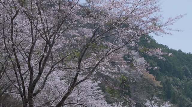 「雨山の郷の桜」和歌山県紀美野町 Cherry Blossoms at Ameyama-no-Sato in Kimino, Wakayama, Japan