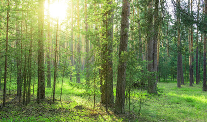 Fototapeta premium Sunlight filters through tall green trees