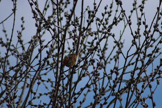 Yellowhammer bird perched on blooming pussy willow branches in early spring