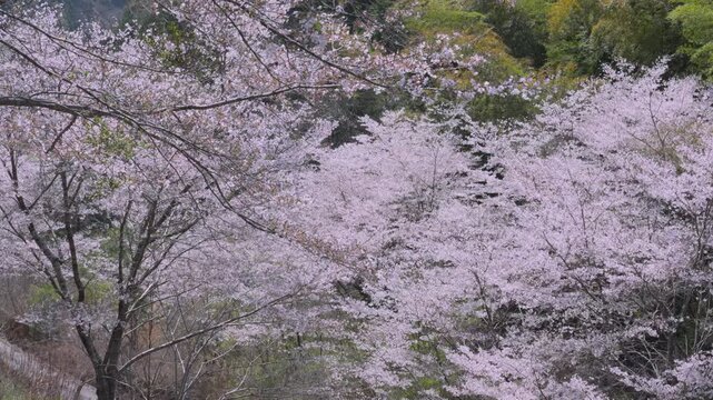 「雨山の郷の桜」和歌山県紀美野町 Cherry Blossoms at Ameyama-no-Sato in Kimino, Wakayama, Japan