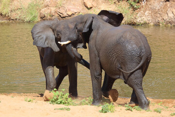Fototapeta premium Afrikanischer Elefant / African elephant / Loxodonta africana