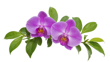Isolated vibrant purple Phalaenopsis orchid flowers with fresh green leaves on a stem, exotic beauty. © Ioana