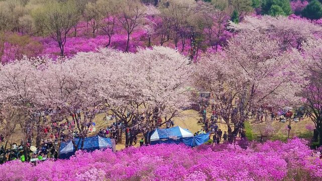 People under cherry blossoms and azaleas in Korea