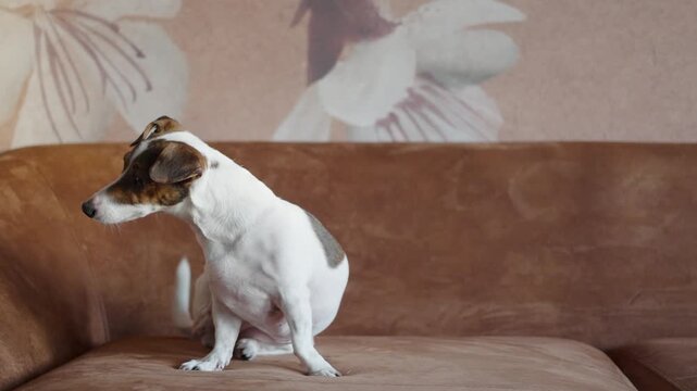 A cute Jack Russell Terrier dog sitting on a couch and scratching its neck with a hind leg. Concept of pet allergies, fleas, skin irritation, or common domestic dog behavior.