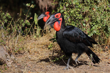 Kaffernhornrabe / Southern ground hornbill / Bucorvus leadbeateri © Ludwig