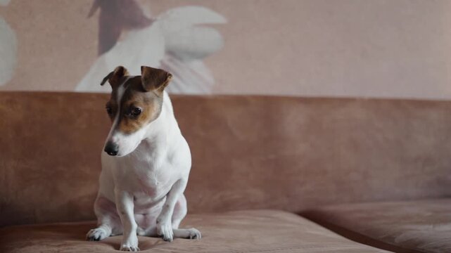 Jack Russell Terrier feeling itchy and uncomfortable on a sofa. A Jack Russell Terrier dog sitting on a couch, reacting to itching or flea bites. Concept of pet skin irritation, parasites, allergies